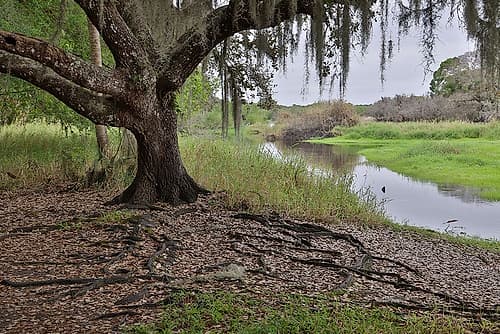 USA-Florida-Sarasota-Myakka River State Park Art Print